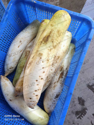 Puissante machine à éplucher en acier inoxydable 304 Mooli pour les besoins de traitement de Kimchi Daikon