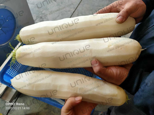 Mooli Peeler Machine automatique de pellicule pour les industries de transformation des aliments et le radis Daikon