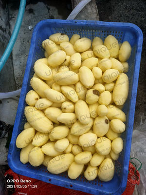 2022 Année machine automatique de lavage et de pellicule pour les pommes de terre dans les petites entreprises