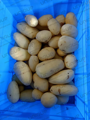 220V/380V/machine à éplucher les légumes commerciaux personnalisée pour les légumes racines électrique