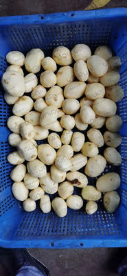 Machine de lavage et de pellicule de pommes de terre à tension personnalisée pour les industries de transformation alimentaire